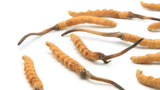 A RARE GIFT OF HIMALAYA Cordyceps Sinensis