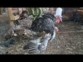 turkey farming turkey mating