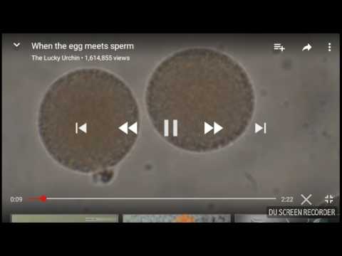 Human Egg Fertilization Under Microscope Captured By Me Plz Like And
