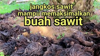 MEMANFAATKAN JANGKOS UNTUK PEMUPUKAN SAWIT#jangkosawit