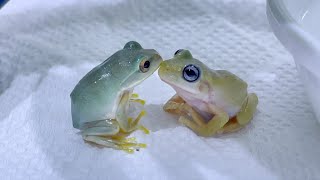 White's tree frog misjudging the distance between him and the first frog he meets.