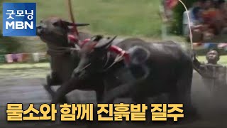 [굿모닝월드] 물소와 함께 진흙밭 질주 [굿모닝 MBN]