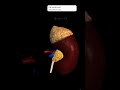 kidney 3d diagram animation... 3danatomy shorts mbbs 3danimation