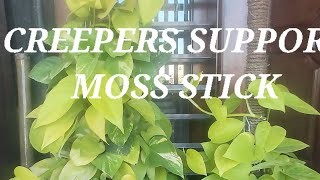 🔴 DIY MOSS STICK/🌿HOW TO MAKE MOSS STICK  AT HOME 🍃#viralvideo #DIY #moss_stick