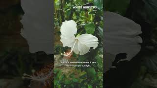 What you need to know about White Hibiscus #hibiscus #plants #garden