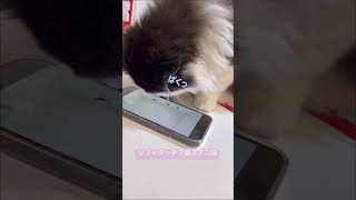 横浜　猫　スマホで遊んでみた！#ねこのいる生活  #フェレットワールド #猫が遊ぶ動画