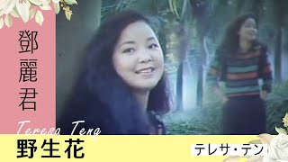 鄧麗君-野生花 Teresa Teng テレサ・テン
