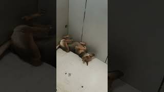 Funny Street Dog 🐕 Sleeping In ATM 🏧 || Funny Video Clip Street Dogs #shorts #India #indore
