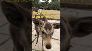 鹿の親子、毛繕いが終わったらおやつタイムが待ってた。😋　#shorts  #奈良の鹿  #奈良公園  #deer  #narapark   #japan