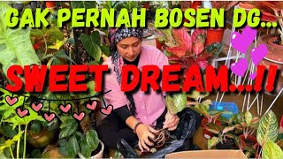 Daily vlog Ngga pernah bosen dengan Sweetdream