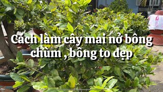 Cách làm cây mai trổ bông chùm ,bông to đẹp trong tết // 26-11 âm lịch