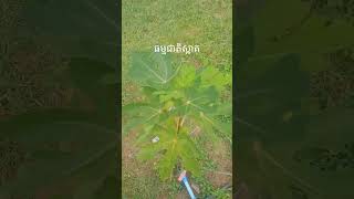 ធម្មជាតិស្អាត #short