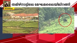 അരിക്കൊമ്പന്‍ തമിഴ്‌നാട് വനംവകുപ്പിന്റെ വാഹനം ആക്രമിച്ചു | Mathrubhumi News | Arikomban