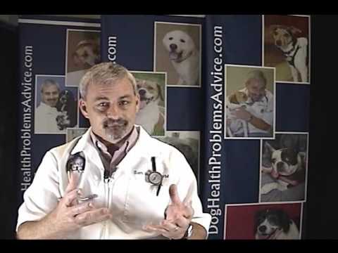 Dog Heart Failure - Heart Failure in Dogs Dog Heart Failure - Heart Failure in Dogs