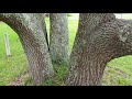 nc native plant pick southern live oak