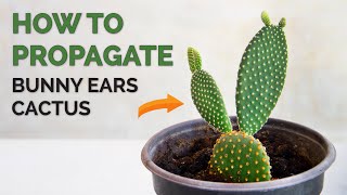 How to propagate Bunny Ears Cactus | Opuntia Microdasys