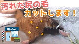 汚れた尻の毛、カットします！【モルモット】　I cut the dirty butt hair of my guinea pig.