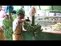 Producción de plátanos en Nicaragua #agrotv #agriculturatv #plantas #agricultura #maiz