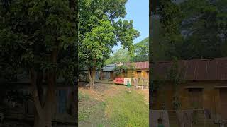 Bangladeshi village life#vlog #vllagelife #nature #green #memory #naturelovers #bangladesh #bangla