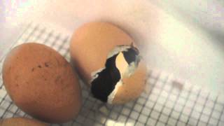 Black Star Chicks Hatching