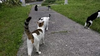 [猫島]福岡県の猫島藍島、歩いているとどこからともなく野良猫が集まってくる