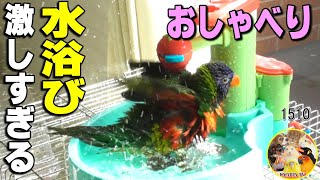 激しすぎるおしゃべりローリング水浴び｜ゴシキセイガイインコのお風呂　Rainbow Lorikeet Intense bathing #1510