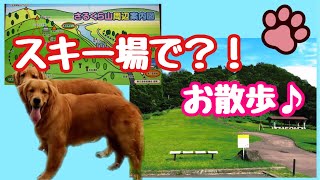 広大な散歩場所発見！！猿倉山スキー場でお散歩する【ゴールデンレトリバー】親子