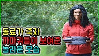 [그재무지] 정말로 놀라웠던 '까마귀 장례식' 이유!