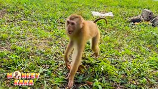 Happy Moments of Monkey Kaka When Her Dad Comes to Visit