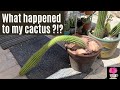 The Effect of Etiolation on a Columnar Cactus