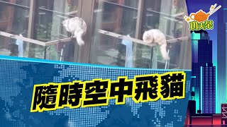 【on.cc東網】功夫茶：飼主疏忽定靠害　貓貓高樓危站欄杆