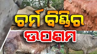 ଗୋରୁଗାଇଙ୍କୁ ଚର୍ମ ବିଣ୍ଡି ରୋଗ ହେଲେ କଣ କରିବେ | Treatment of lumpy skin of cattle