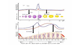 생애주기 영양학-임신기 여성의 생리주기에 따른 호르몬 변화