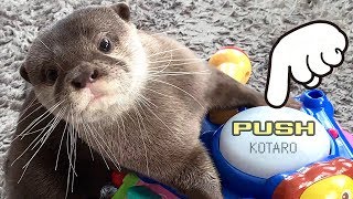 カワウソ コタロー　ボタンを押すといいことあるよ！　Kotaro the Otter Push The Button