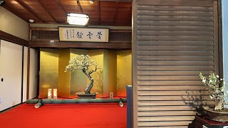 72st Plum Blossom Bonsai Exhibition Nagahama 2023 / 第72回長浜盆梅展 / Live🇯🇵1