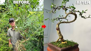 Turn a Bush Into a Beautiful Bonsai: See the Magic of Pruning and Shaping!