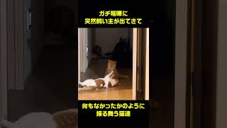 飼い主が急に現れると喧嘩してたことを忘れてしまう猫達 #猫動画 #猫の気持ち #shorts