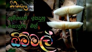 Mushrooms in sri lanka - බිම්මල්