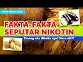 KMS : Fakta - Fakta Seputar Nikotin