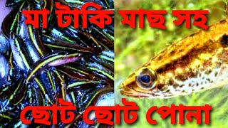 মা টাকি মাছ সহ ছোট ছোট পোনা | রাতের দৃশ্য | #Shorts