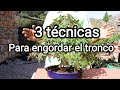 3 técnicas para engordar y formar el tronco y el nebari