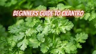 How to Grow Cilantro || DHBG