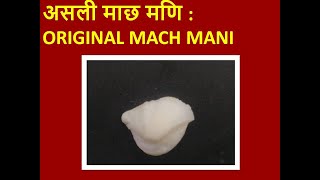 माछ मणि स्टोन ओरिजिनल देखिये | Machmani  | यह है original मच्छ मणि |  | machmani | #Machh_Mani