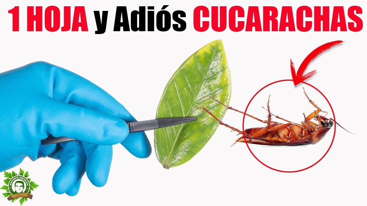 Aprende Cómo ACABAR CON LAS CUCARACHAS De Una Vez Por Todas, Con Este ...