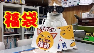 2018年【おもしろ猫動画】猫の福袋が楽しみ～♪♪ 　2018 Cat lucky bag