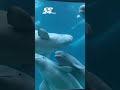 Ottawa endorses plan to re-home Canada's last remaining captive whales