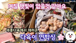 다육이 언박싱 🌸세종다육 에서 온 새식구 소개해요 ♻️며칠 해가 없어요 🌧