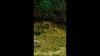 TIGER ATTACK AT SUNDARBAN