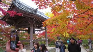 2024年11月27日　紅葉の嵐山界隈（天龍寺・常寂光寺・渡月橋）