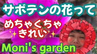 Moni's garden サボテンの花は綺麗だ！#花 #Flower #サボテン #ガーデニング #庭の花 #庭の植物